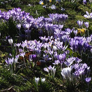 crocus-4.jpg