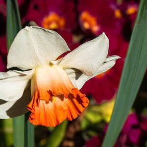 daffodil-4.jpg