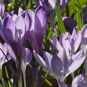 crocus-3.jpg