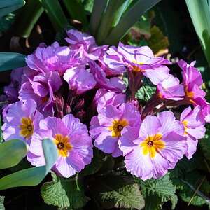 primrose-1.jpg