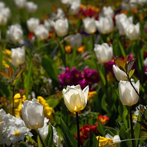 tulip_field-1.jpg