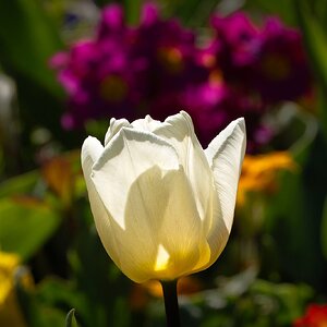 tulip_field-2.jpg