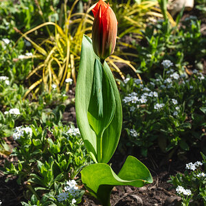 tulip_greenwpark-4.jpg