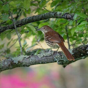 Brown Thrasher.jpg