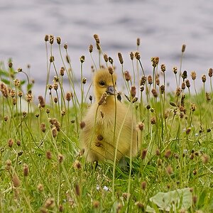goose 2025_7.jpg