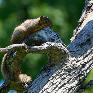 Fox Squirrel - Dallas Texas - 05042025 - 01.jpg