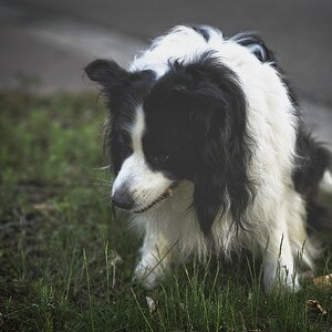 ILCE-1FE 28-70mm F2 GM copy28.jpg