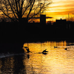 pond sunset-1.jpg