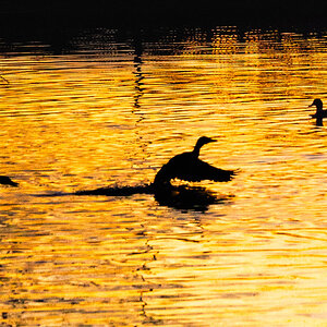 pond sunset-2.jpg