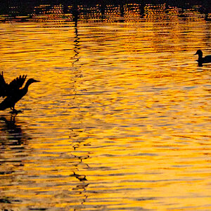 pond sunset-4.jpg