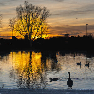 pond sunset-11.jpg