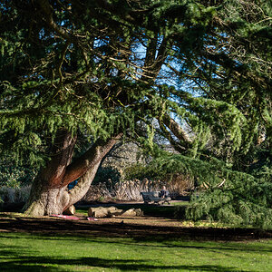tree and sitting person-2.jpg