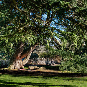 tree and sitting person-3_edited.jpg