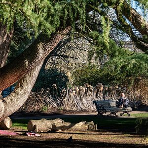 tree and sitting person-5.jpg