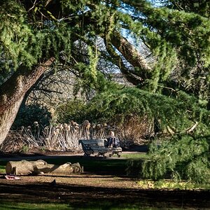 tree and sitting person - portrait.jpg