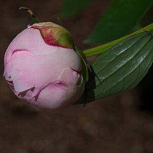 Peony Almost Ready to Bloom.jpeg.jpeg