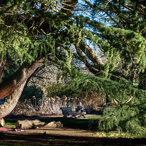 tree and sitting person-7.jpg