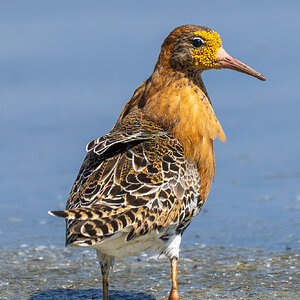 A7403406-Verbeterd-NR.jpg