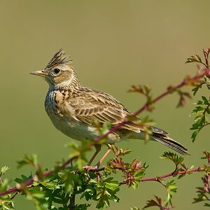 skylark 2025_1.jpg