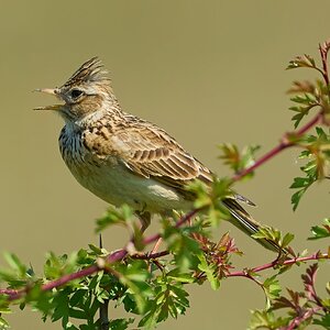 skylark 2025_4.jpg