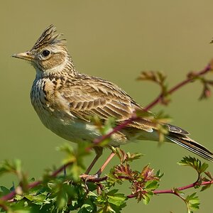 skylark 2025_2.jpg