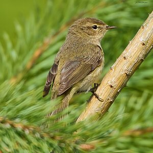 chiffchaff 2025_2.jpg