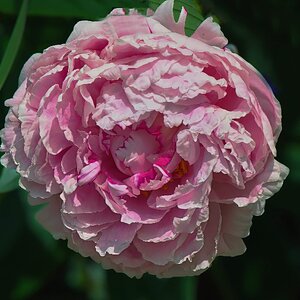 Peony Blossom at Last!.jpeg