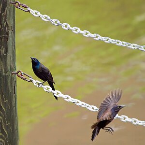 A Pair of Common Grackles.jpeg