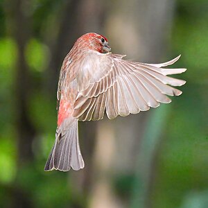 Finch.jpg