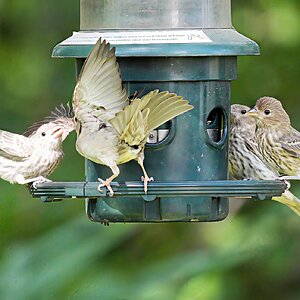 Sparrows.jpg