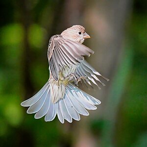 Sparrow.jpg