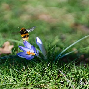 bee and crocus -3.jpg