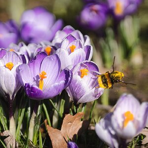 bee liftoff with pollin and crocus -1.jpg