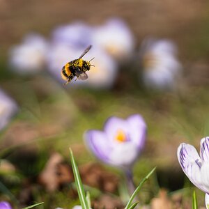 bee flying and crocus -3.jpg