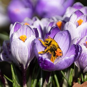 bee pollin and crocus -4.jpg