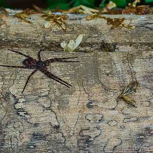 Wolf Spider - BCSP TB - 05152025 - 01.jpg