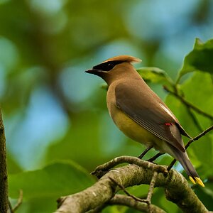 Ceder Waxwing - 1st state - 05172025 - 04 - DN.jpg