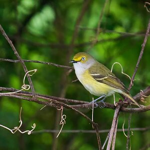 White-Eyed Vireo - 1st state - 05172025 - 04 - DN.jpg