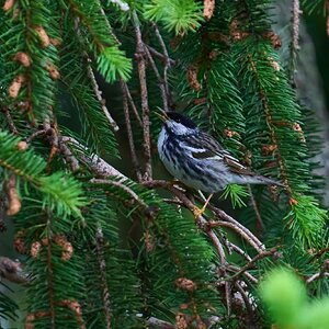 Blackpoll Warbler - 1st state - 05172025 - 04 - DN.jpg