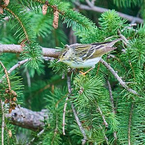 Blackpoll Warbler - 1st state - 05172025 - 11 - DN.jpg