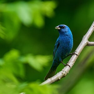 Indigo Bunting - 1st state - 05172025 - 03 - DN.jpg