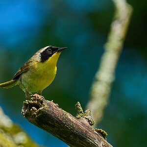 Common Yellowthroat - 1st state - 05172025 - 05 - DN.jpg
