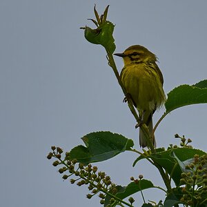 Prairie Warbler - 1st state - 05172025 - 01 - DN.jpg