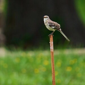 Mocking Bird - 1st state - 05172025 - 01 - DN.jpg