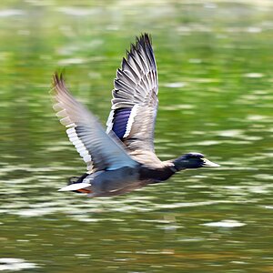 Mallard Final.jpg