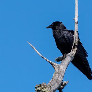 American Crow01.jpg