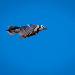 BlueJay01.jpg