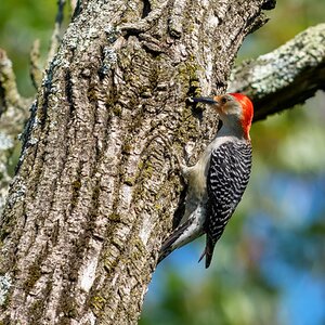 Red-bellied 02.jpg