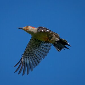 Woodpecker01.jpg