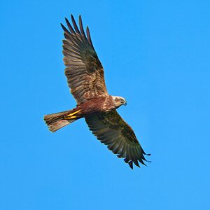 DSC05519 - Marsh Harrier.jpeg